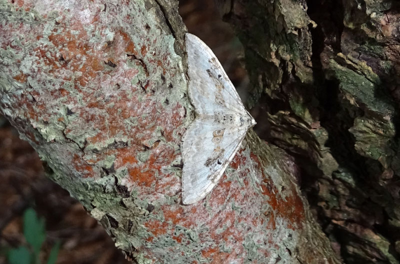 Xanthorhoe montanata - Geometridae